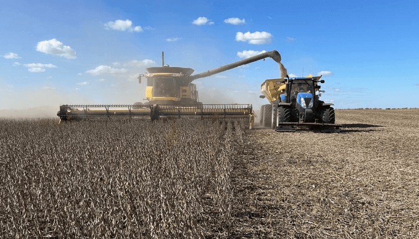 Avanza la cosecha y, en la tierra del maíz, a la nota la dan la soja y el girasol