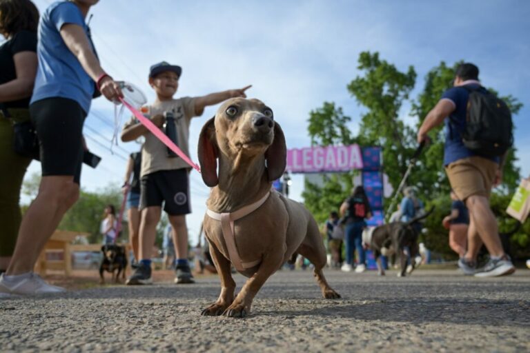 La Navidad se vive junto a los perritos: esta noche, “Canisanta” bajo el cielo de luces La Navidad se vive junto a los perritos: esta noche, “Canisanta” bajo el cielo de luces