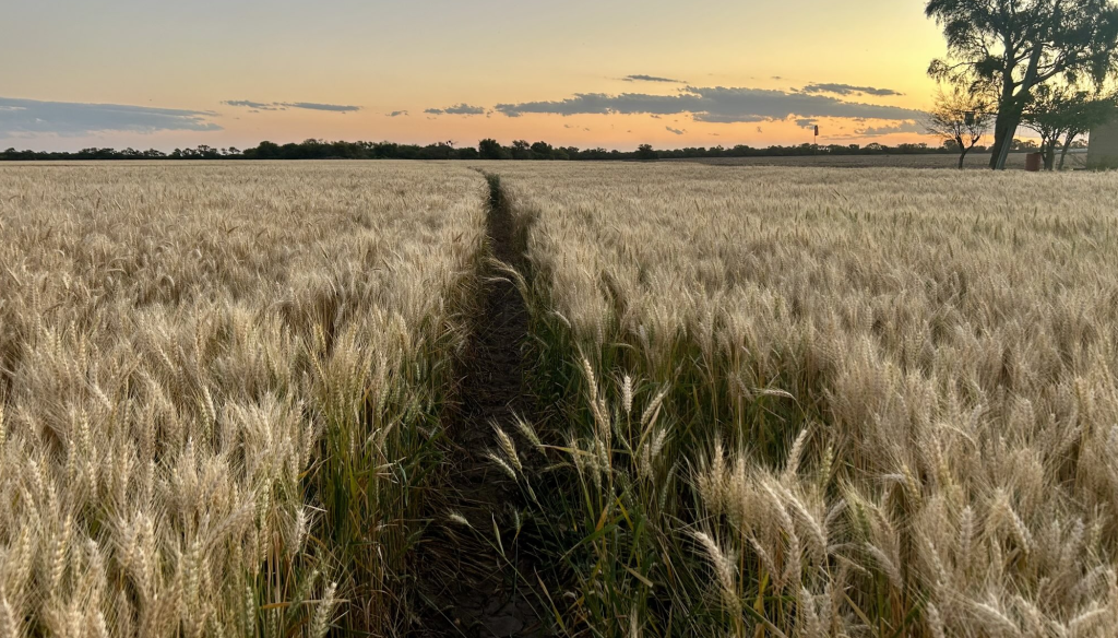 El Niño y las brechas de rendimiento: entre mitos y leyendas