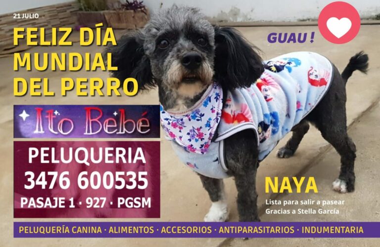 Día Mundial del Perro: principales enfermedades que tenés que conocer Día Mundial del Perro: principales enfermedades que tenés que conocer